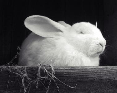 兔子, 白色, 黑色