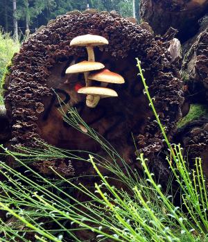 蘑菇, 秋天, 森林, 自然, 树桩, 木材, 秋天的心情