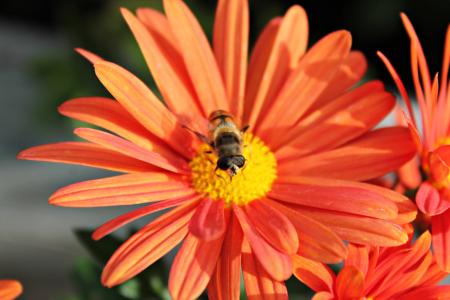 花, 蜜蜂, 昆虫, 自然, 花粉, 授粉, 开花