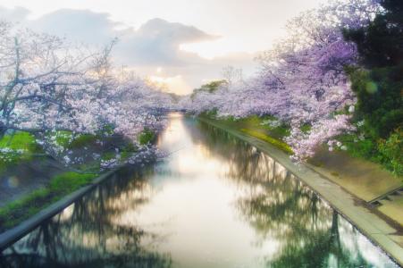 日本, 樱桃, 吉野樱花树, 花, 春天, 粉色, 木材
