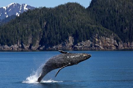 驼背鲸, 跳跃, 违反, 海洋, 哺乳动物, 海洋, 喷雾