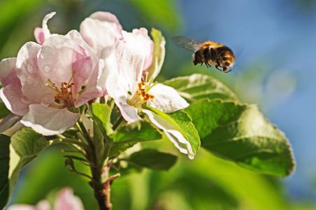 大黄蜂, 苹果树上的花, 飞行, bug, 花粉, 春天, 夏季