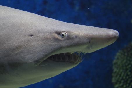 鲨鱼, 动物, 海, 牙齿, 自然