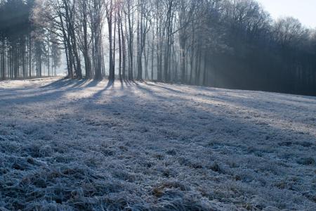 冬天, 自然, 弗罗斯特, 森林, 冻结, 草坪, 树木