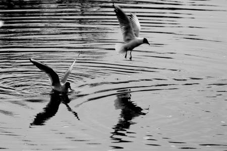 海鸥, 鸟, 水, 自然, 海鸥, 黑色, 白色