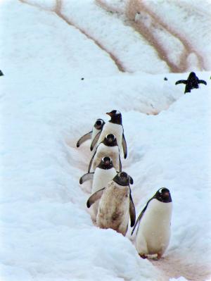 企鹅, 鸟, 水生, 动物, 雪, 水生动物, 冬天