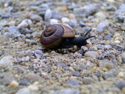 蜗牛, 自然, 壳, 关闭, 慢慢地, 动物, 黏糊糊