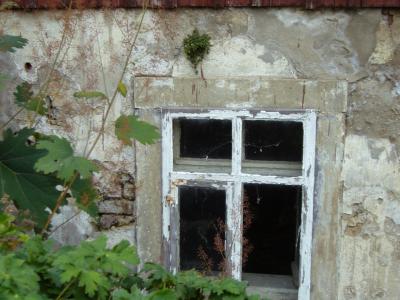 老房子, 窗口, 老, 石膏, 新绿, 植物, 建筑