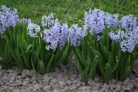 风信子, 花, 春天, 紫色, 蓝色