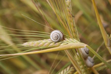 蜗牛, 小麦, 夏季, 收获, 模式, 自然, 种子