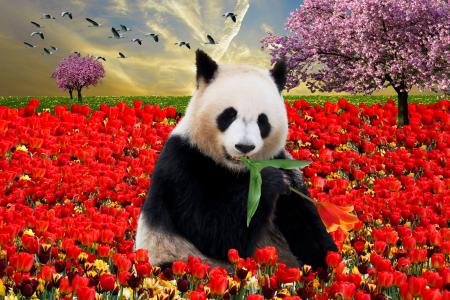 情感, 自然, 动物, 春天, 春的觉醒, 熊猫, 熊猫