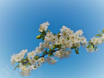 开花刺, 春天, 白色的花, 美味佳肴, 自然, 植物, 白色