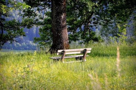 银行, 板凳, 座位, 休息, 自然, 沉默, 树