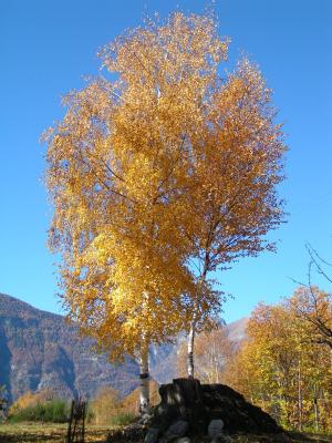 桦木, 秋天, 山