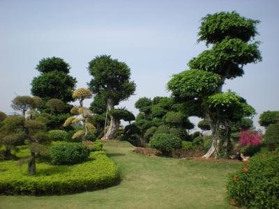 中国, 花园, 自然, 树木