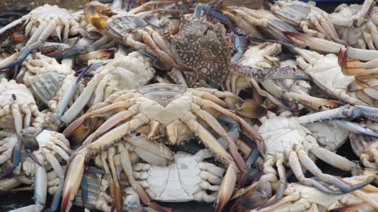 海鲜, 螃蟹, 食品, 吃, 美食, 地中海, 费歇尔