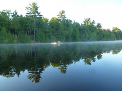 湖, 反思, 仍, 早上, 雾, 游泳平台, 森林