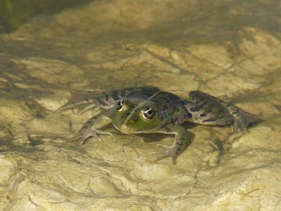青蛙的眼睛, 池塘, 蟾蜍, 水, 水蛙, 关闭, 绿色