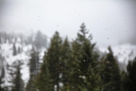 选择性, 摄影, 雨滴, 森林, 填充, 雪, 下降
