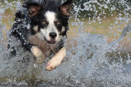 跳转, 水, 英国牧羊犬, 夏季, 狗, 宠物, 边境牧羊犬