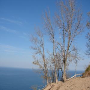 树, 裸, 秋天, 美丽, 沙子, 水, 密歇根州