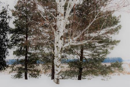 桦木树, 雪, 覆盖, 冬天, 景观