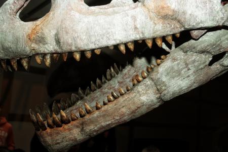 恐龙, 化石, 骨架, 牙齿, 骨, 头骨, 牙齿