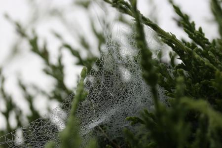 web, 蜘蛛, 白色, 黑暗, 昆虫, 蜘蛛网, 树木