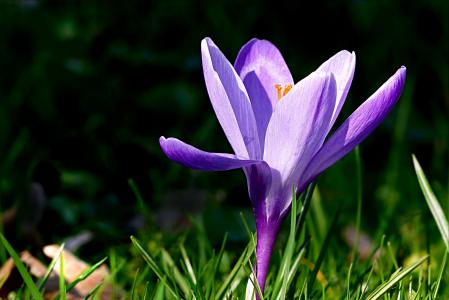 番红花, 花, 紫罗兰色, 春天, 自然, 紫色, 植物