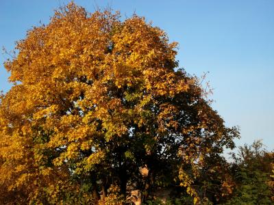秋天的落叶, 黄色的树叶, 秋天, 秋天一棵树, 黄树, 黄色, 自然