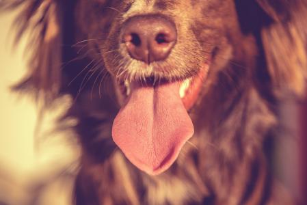 狗伸​​出舌头