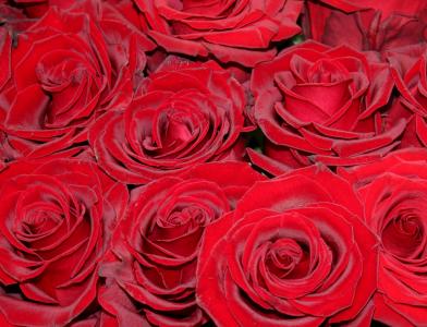 红玫瑰, 玫瑰, 市场, 花, 玫瑰绽放, 植物, 红色