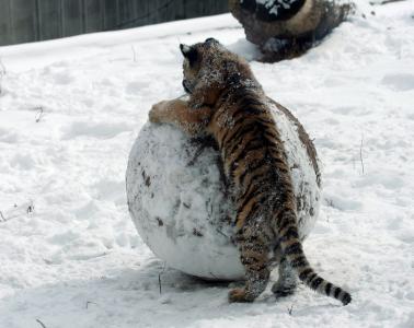 老虎幼崽, 雪, 冬天, 大猫, 雪球, 捕食者, 条纹