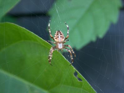 蜘蛛, 自然, 蜘蛛网, 蛛形纲动物, 网络, 昆虫, 动物