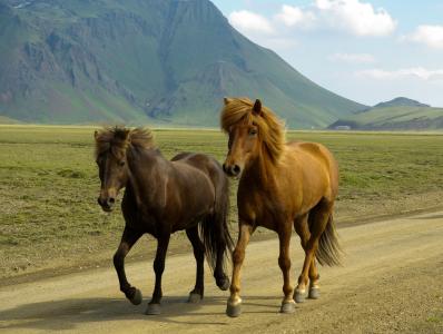 马, 冰岛, landmannalaugar, 马, 动物, 自然, 哺乳动物