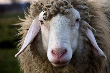 羊, 头, 羊头, 动物, 羊毛, 自然, 毛皮