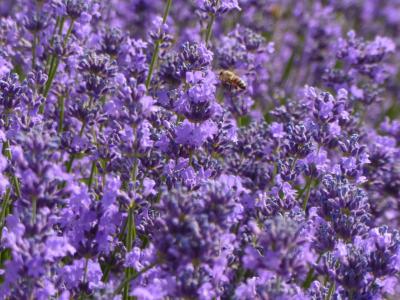 熏衣草, 紫色, 紫色的花, 薰衣草田野