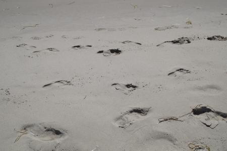 痕迹, 脚印, 沙子, 海滩, 足迹, 沙海中的足迹, 跟踪