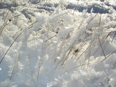 冬天的心情, 草, 赛季, 白色, 感冒, 冰, 雪