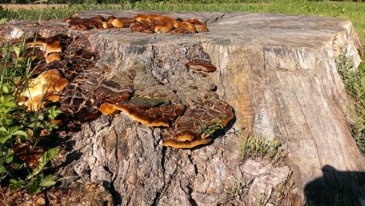 树桩, 蘑菇, 自然, 树真菌, 真菌在树桩上, 日志, 木材-材料