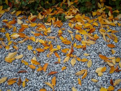 叶子, 卵石, 秋天, 干, 金, steinchen, 秋天的树叶
