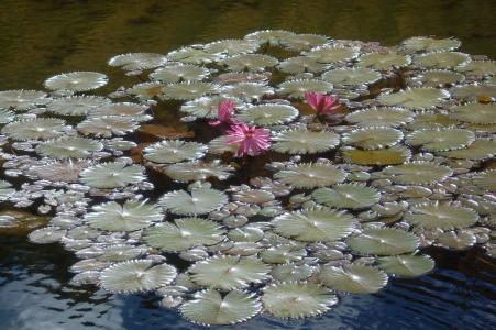 睡莲粉色, 花, 水生植物, 池塘, 百合