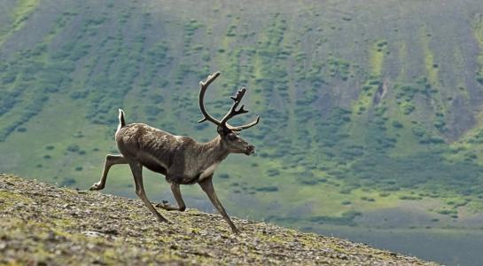 北美驯鹿, 运行, 野生动物, 自然, 鹿角, 荒野, 苔原