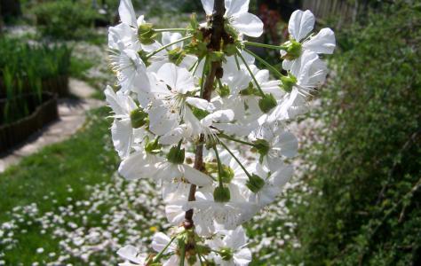 开花的樱桃树, 白花, 春天