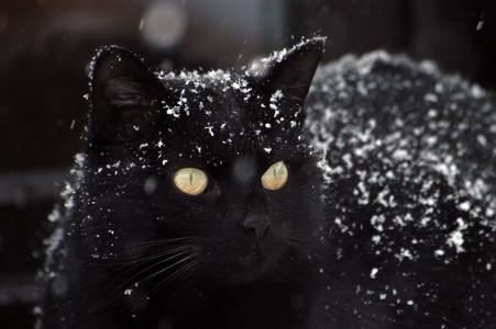 猫, 黑猫, 雪, 黑颜色, 一种动物, 动物主题, 没有人