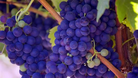 葡萄, 水果, 葡萄藤, 紫色, 健康, 食品, 葡萄