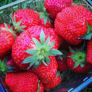 草莓, 红色, 美味, 食品, 健康, 水果, 新鲜