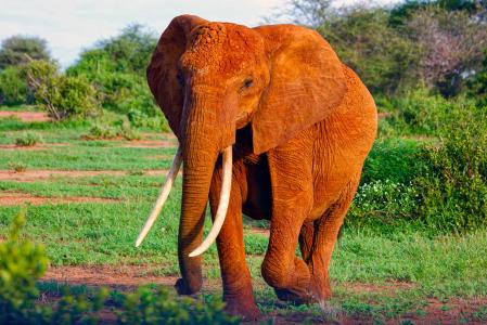 大象, 非洲, 动物, 哺乳动物, 野生动物, 野生动物园, 储备金