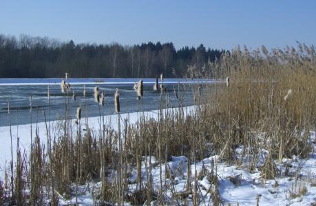 多瑙河, 冬天, 雪, 冰, 香蒲, 芦苇, 芦苇