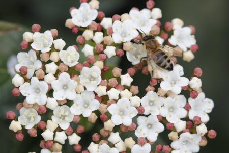 蜜蜂, 花, 自然, 春天, 植物, 关闭, 飞蜂